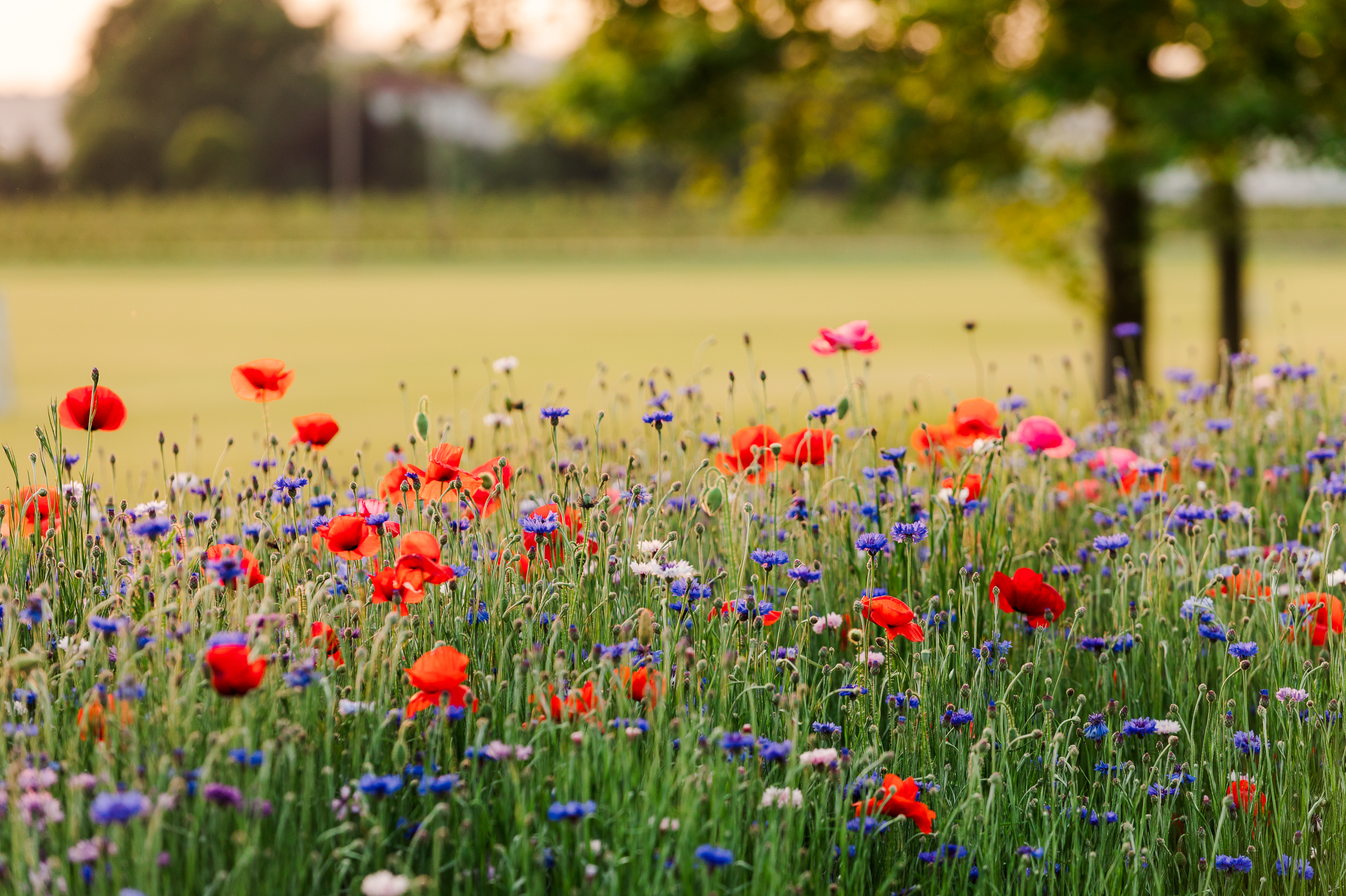 Bluebird Manor's wildflowers at sunset