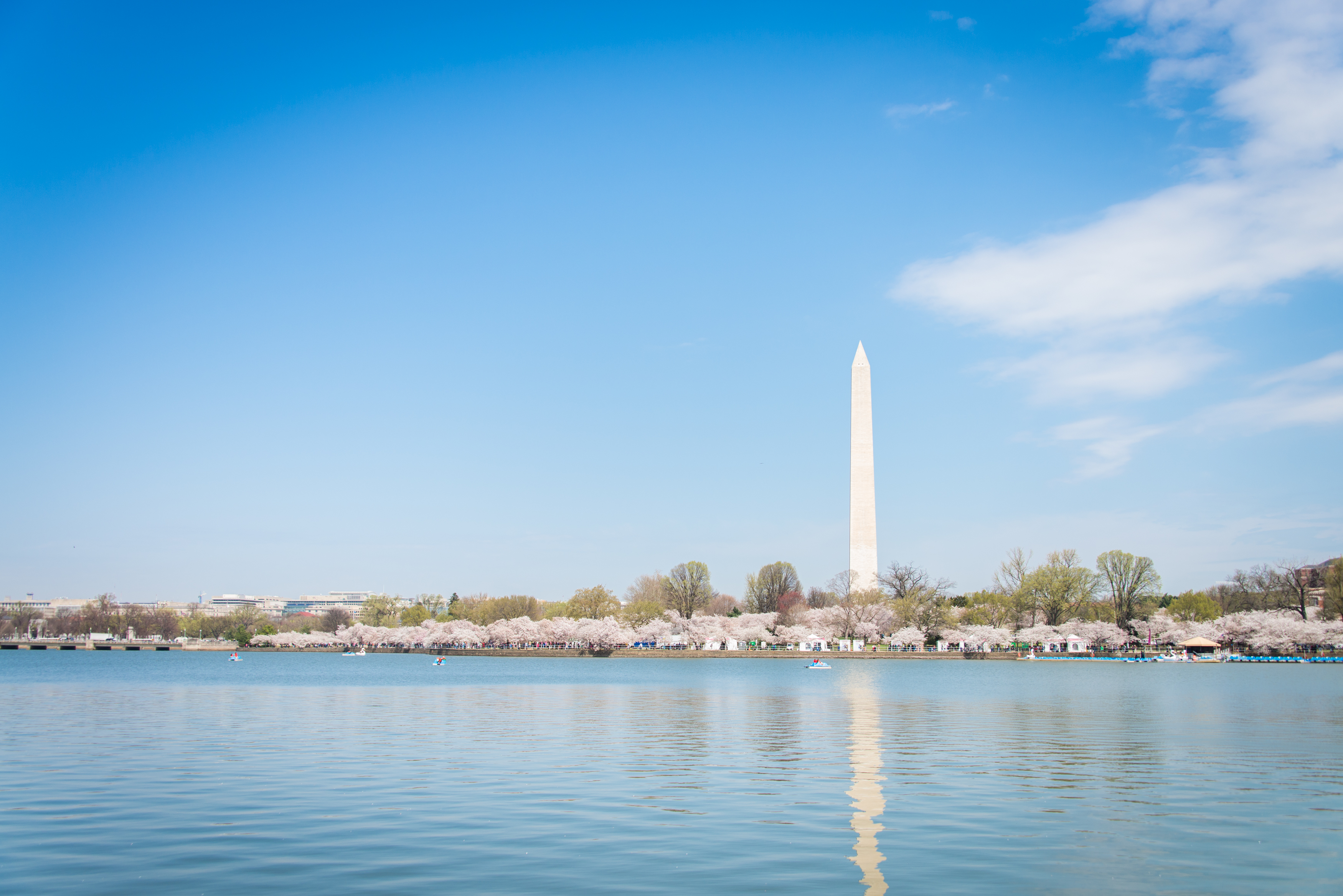 DC Cherry blossoms photoshoot