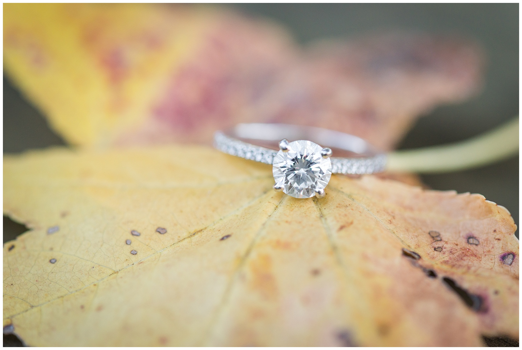 Frederick MD Fall Engagement Shoot Dog Engagement Pictures Mary Sarah Photography